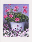 Geranium in Blue Pail