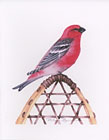 Pine Grosbeak watercolor note card